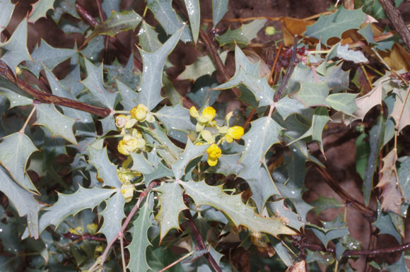  Berberis harrisoniana